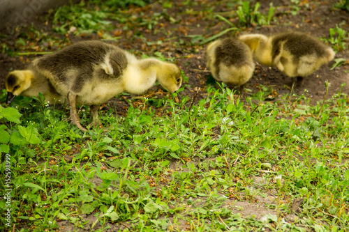 Little domestic gosling in green grass