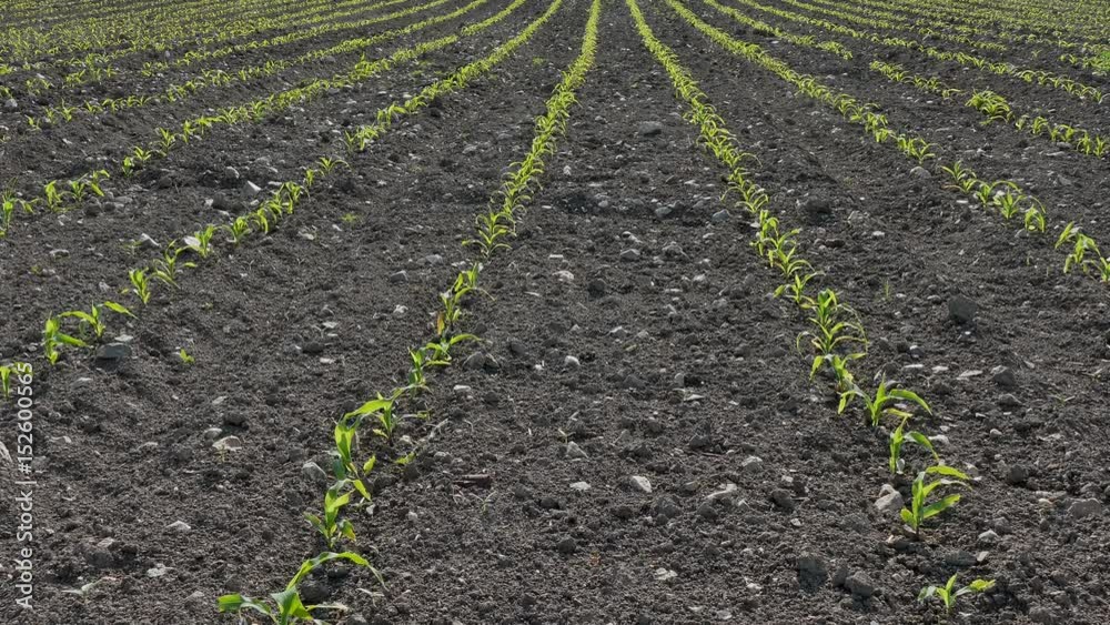 Rows of young corn plant in field, spring time Rows of young corn plant in field, spring time