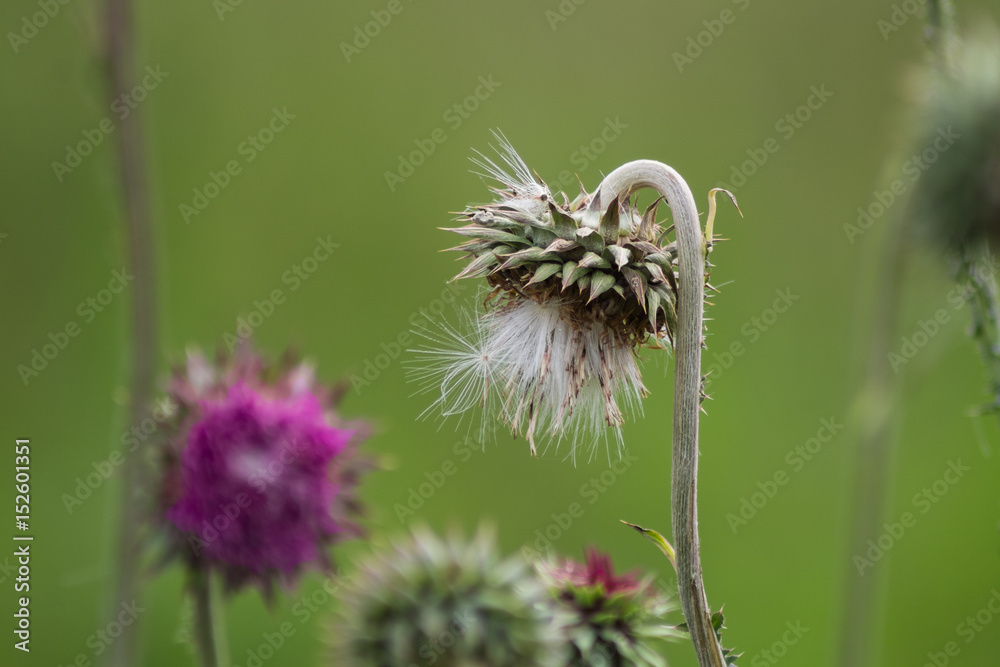 Fototapeta premium Wildflowers