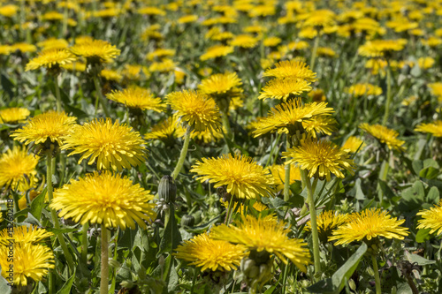 Field of the yellow flowers of Dandelion (Taraxacum officinale) © RaDa