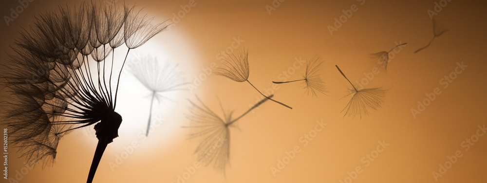 Fototapeta premium latające nasiona mniszka lekarskiego na tle zachodu słońca