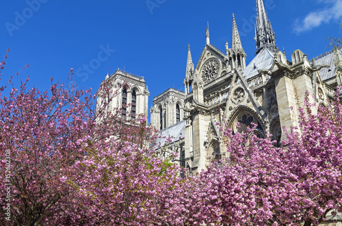 Flowering trees on the background of Notre Dame Cathedral.