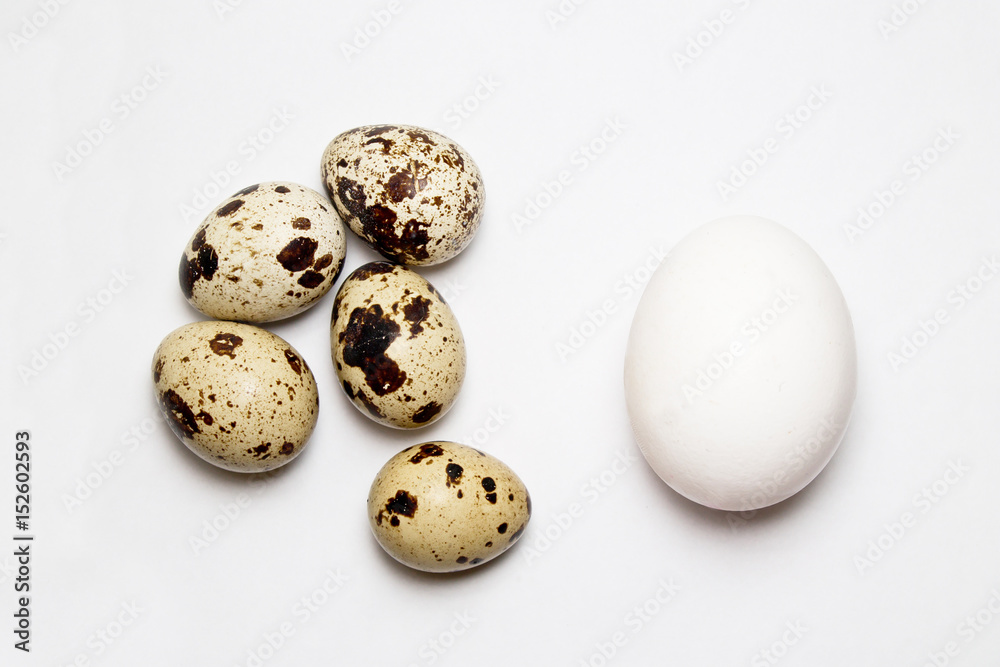 chicken and quail eggs on white background