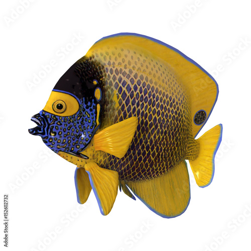 3D Rendering Blueface Angelfish on White photo