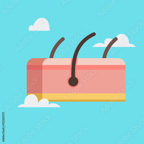 Skin vector illustration