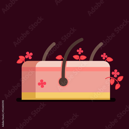 Skin vector illustration