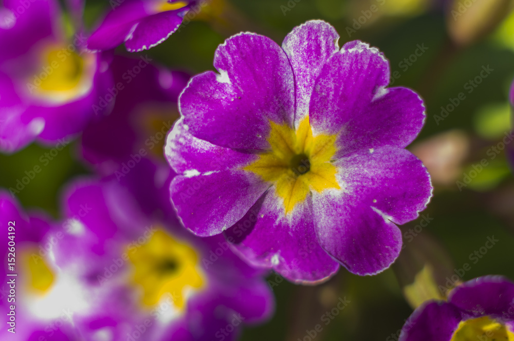Background flower primrose Background flower primrose