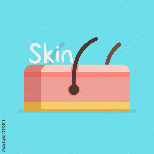 Skin vector illustration