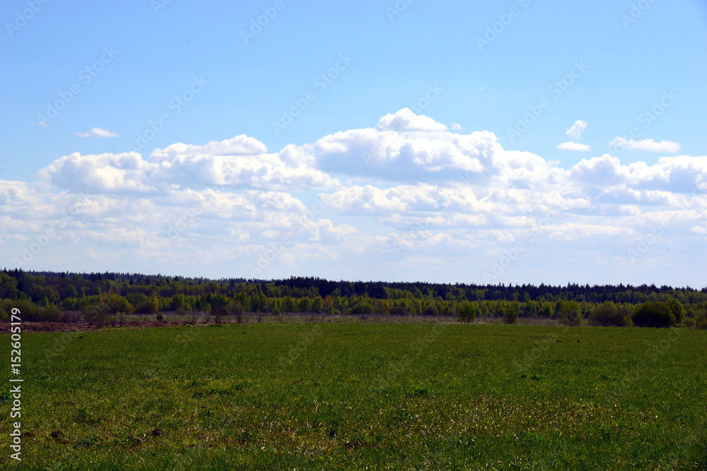 Meadow with forest in the background on a background of clear sky