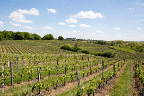 The slightly hilly scenery of vineyards in France