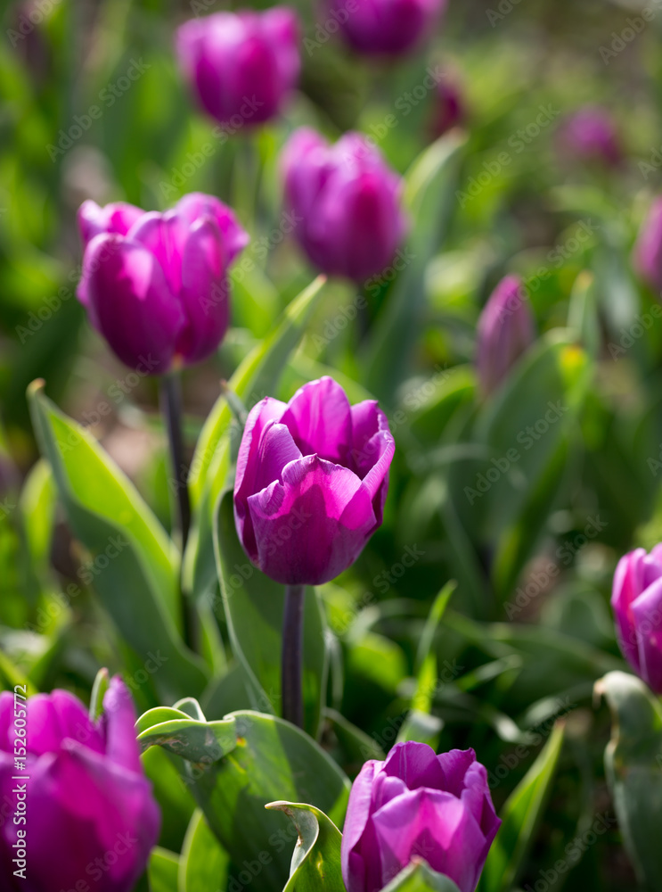 Beautiful purple tulips in nature