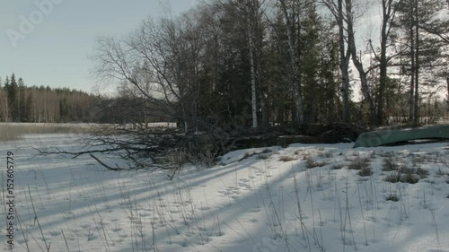 Tree trunk at lake 