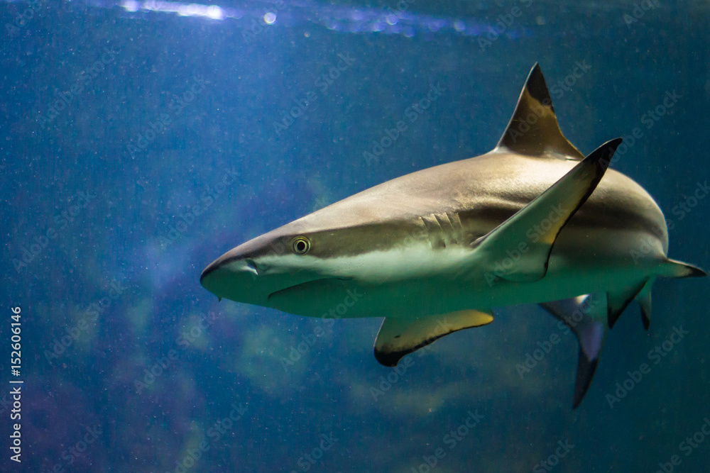 Fototapeta premium Shark