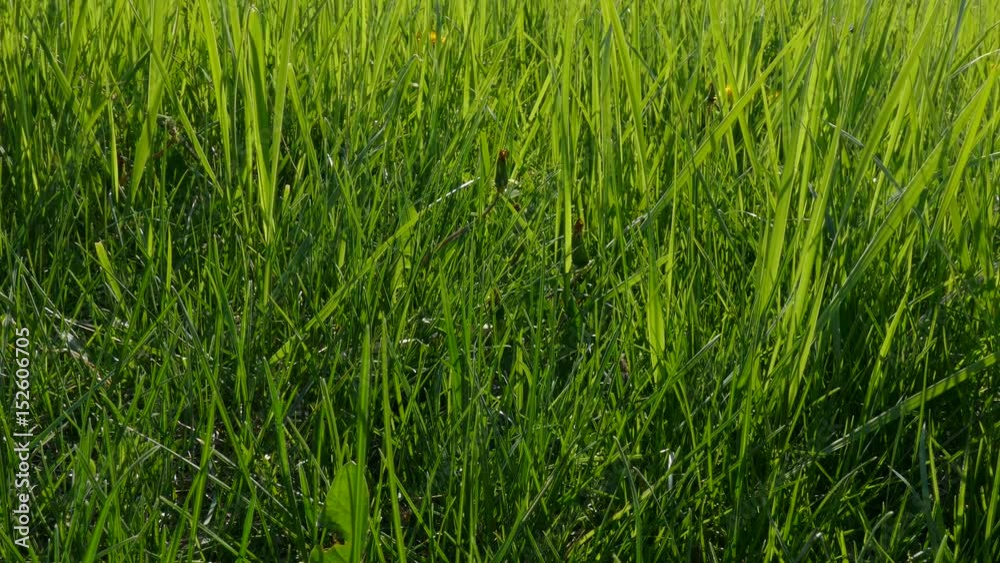 Good grass. Good grass.