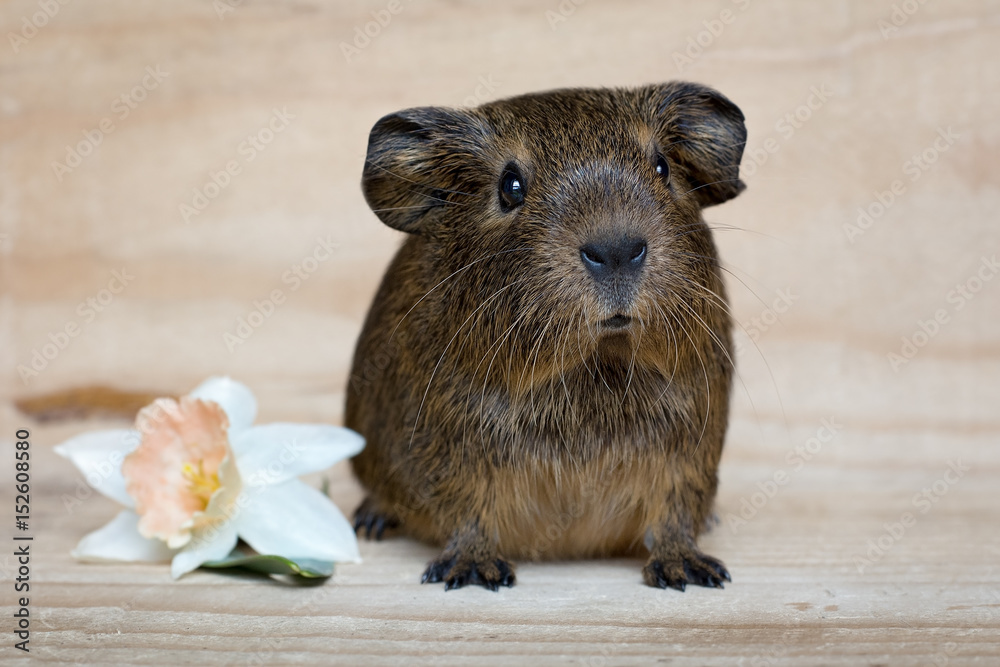 Fototapeta premium Junges Glatthaar Meerschweinchen