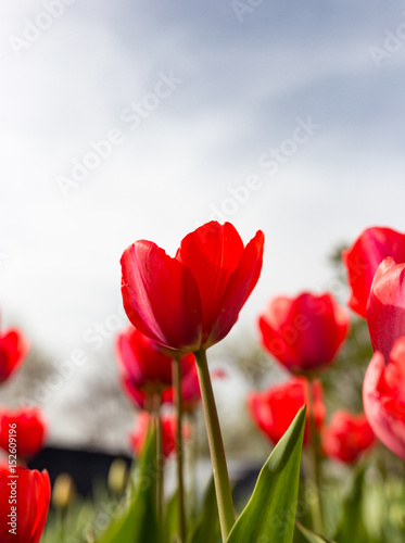 Red tulips against the blue sky in the nature