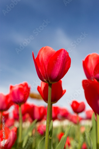 Red tulips against the blue sky in the nature