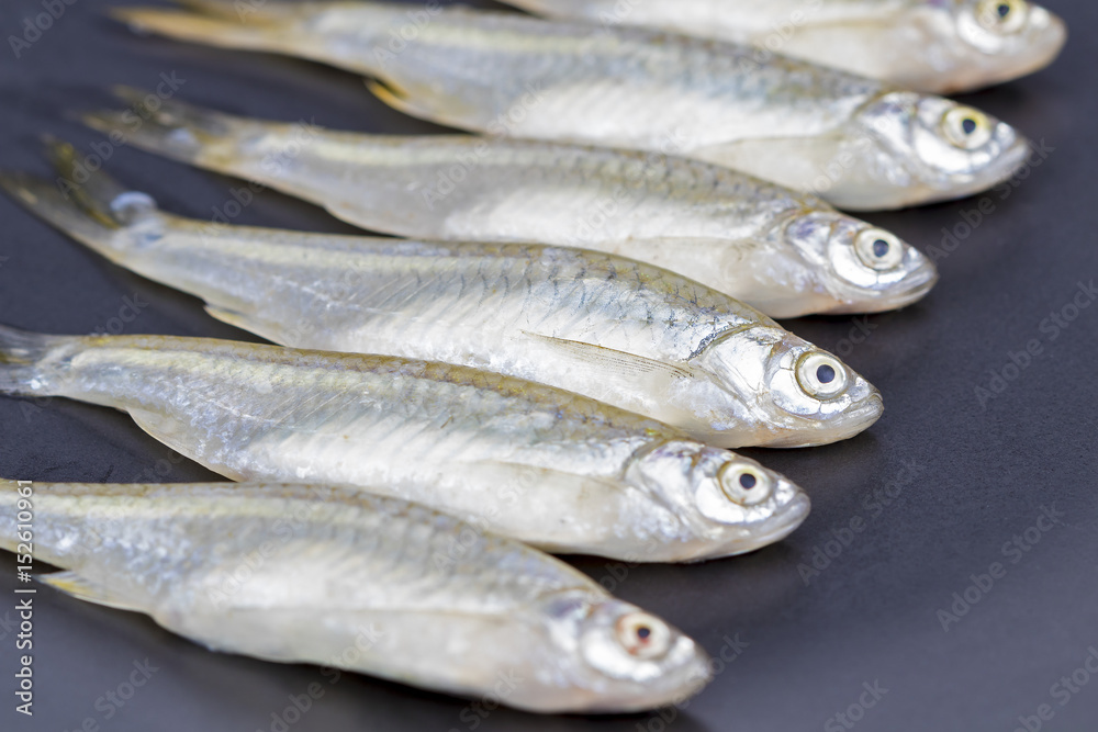 Minnow (Apollo shark) fish - scientific name is Minnow (Apollo shark) fish - scientific name is
