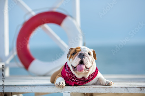 Fototapeta Naklejka Na Ścianę i Meble -  Cute puppy of english bull dog with funny face and red bandana on neck close to life saving bouy round floater