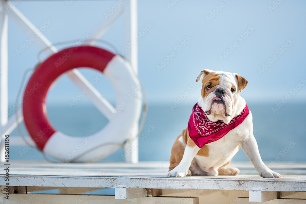 Naklejka premium Cute puppy of english bull dog with funny face and red bandana on neck close to life saving bouy round floater