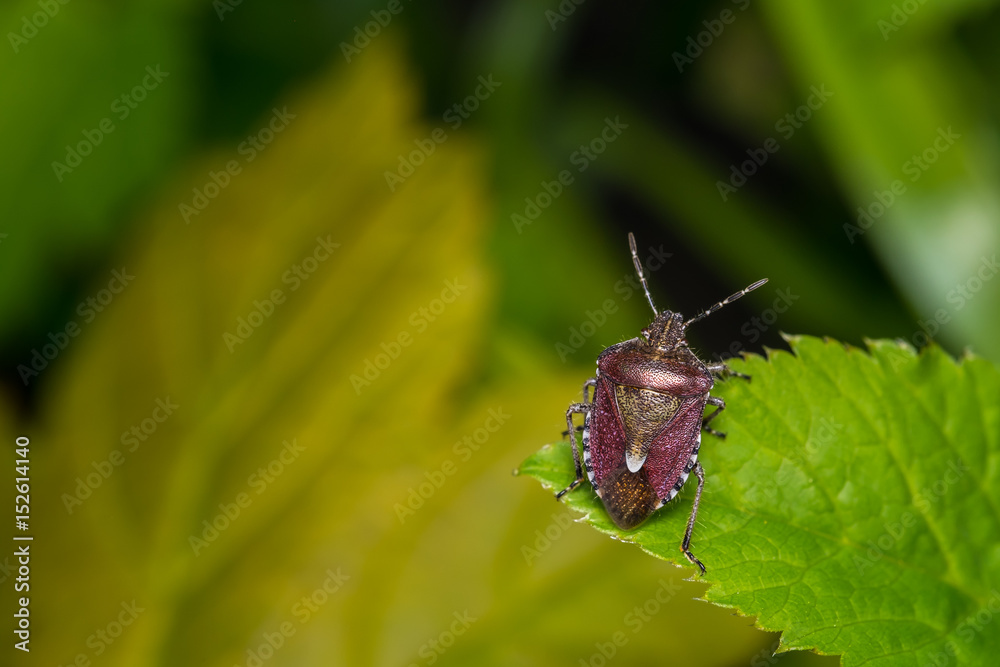 Small brown stink bug resting on a leaf. Small brown stink bug resting on a leaf.