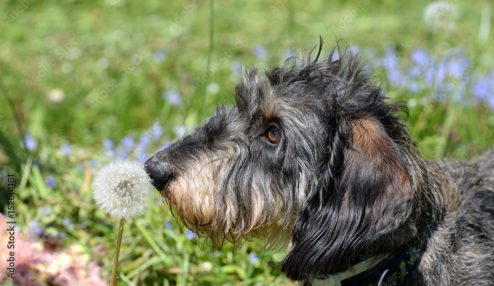 es kitzelt an der Hundenase, süßer Rauhaardackel schnuppert an einer Pusteblume es kitzelt an der Hundenase, süßer Rauhaardackel schnuppert an einer Pusteblume