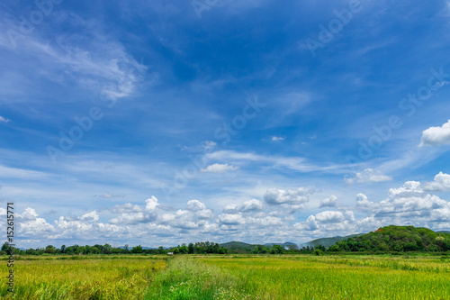 Thai agriculture