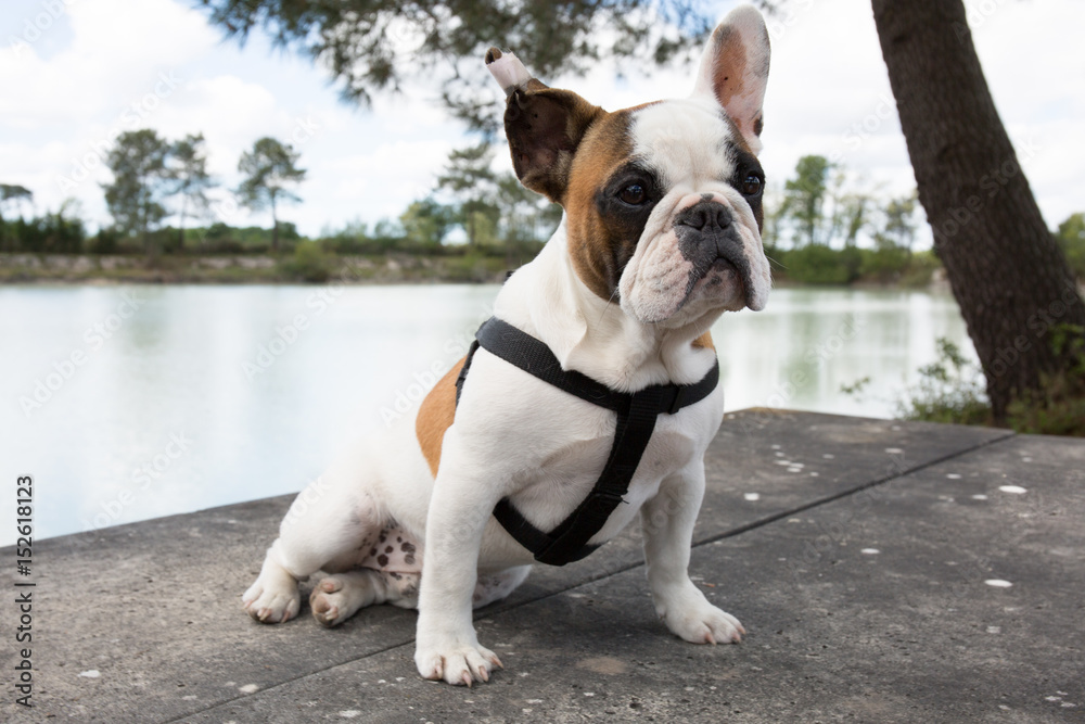 French Bulldog dog sitting by the lake