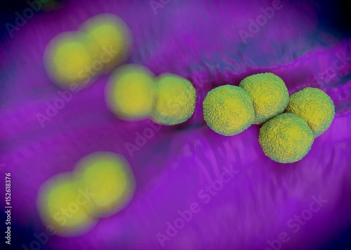 3d rendering - Neisseria gonorrhoeae bacteria photo