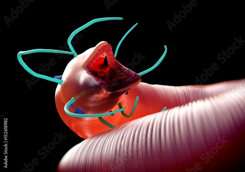 3d rendering - Nematode worm photo