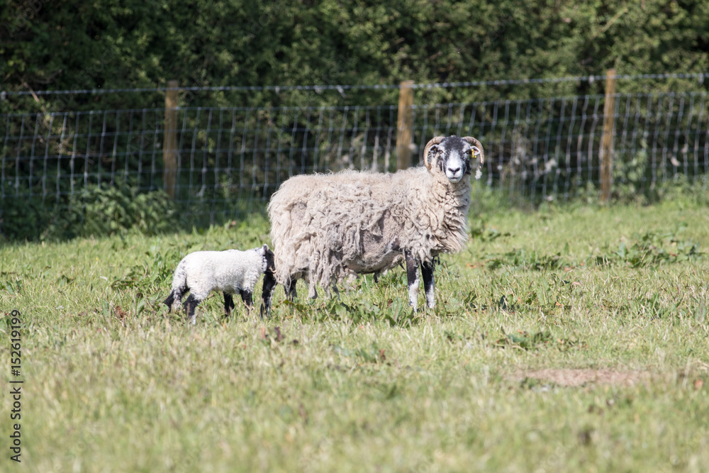 Fototapeta premium Adult sheep with lambs in a field