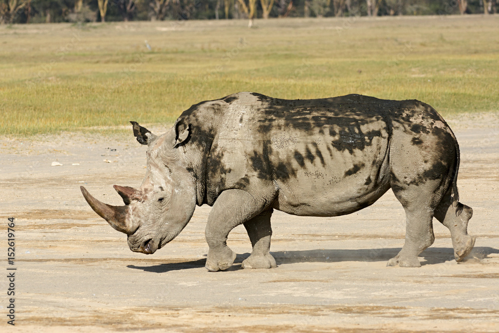 Obraz premium Large white rhino