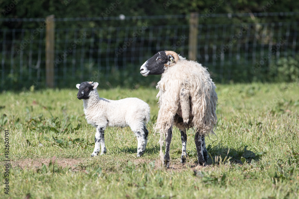Mother sheep and lamb in a grassy field Mother sheep and lamb in a grassy field
