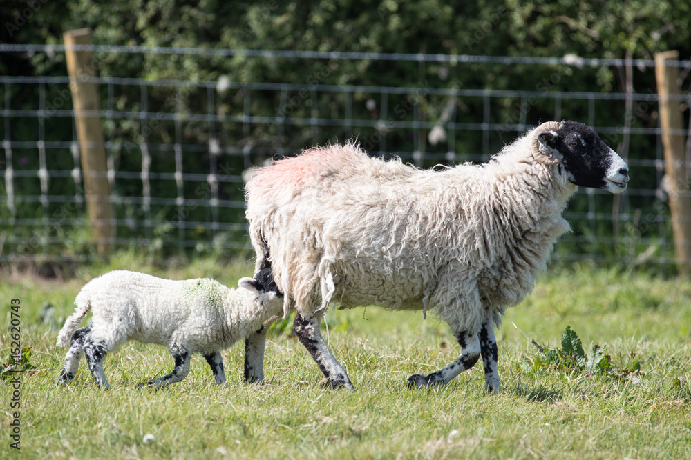 Lamb tries to get milk off mum as she is walking away Lamb tries to get milk off mum as she is walking away