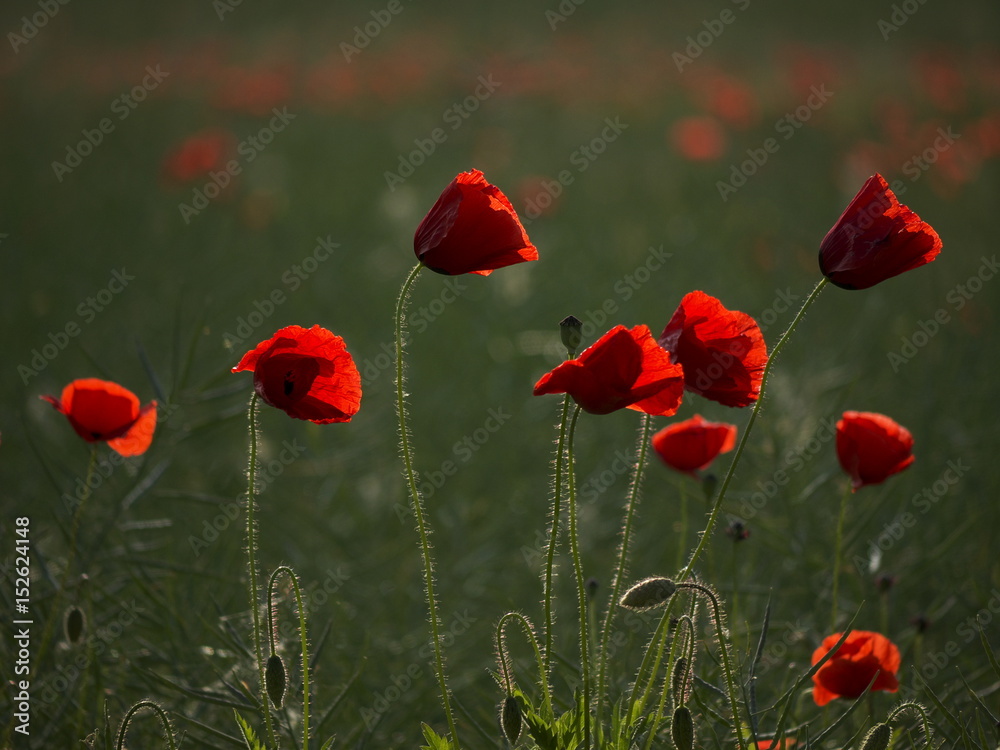 Obraz premium Klatschmohn im Feld