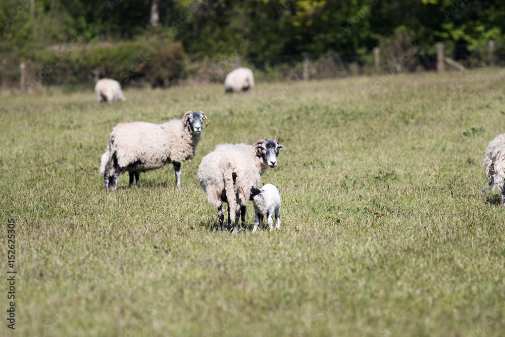 Fototapeta premium Adult sheep with lambs in a field