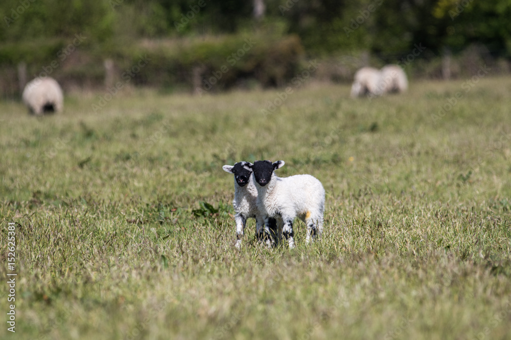 Two very cute young lambs stood in a farmers field Two very cute young lambs stood in a farmers field