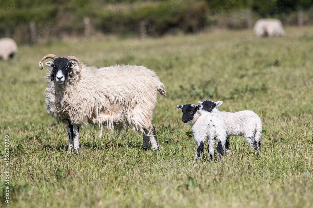 Adult sheep with lambs in a field Adult sheep with lambs in a field