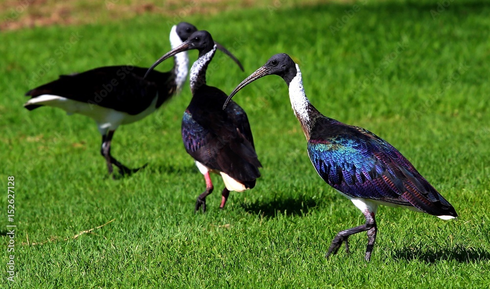 Fototapeta premium Straw necked ibis, Perth, Australie Occidentale