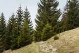 A beautiful mountain forest landscape. Mala Fatra mountains in Slovakia