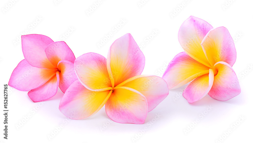 Obraz premium Plumeria isolated on white background