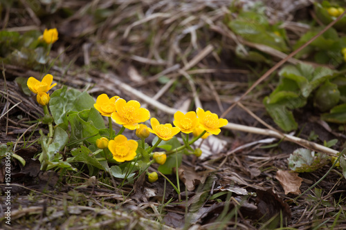 Beautiful yellow kingcup flowers on a natural background in spring. Mala Fatra mountains in Slovakia