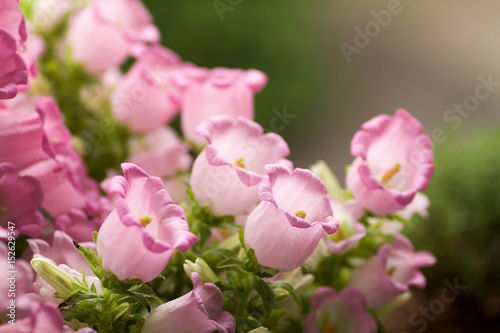 beautiful blooming of canterbury bells.