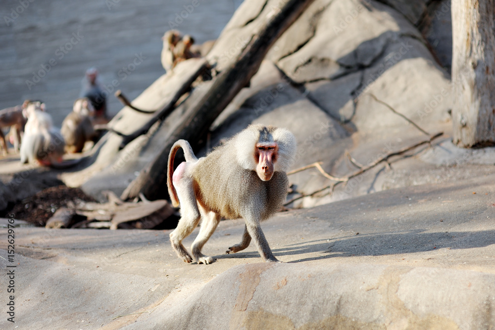 Obraz premium Hamadryas baboon monkey (Heropithecus gelada)