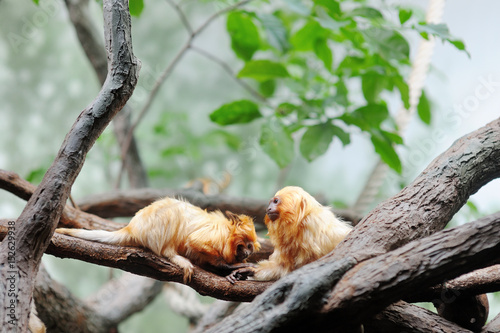 Golden lion tamarin leontopithecus rosalia