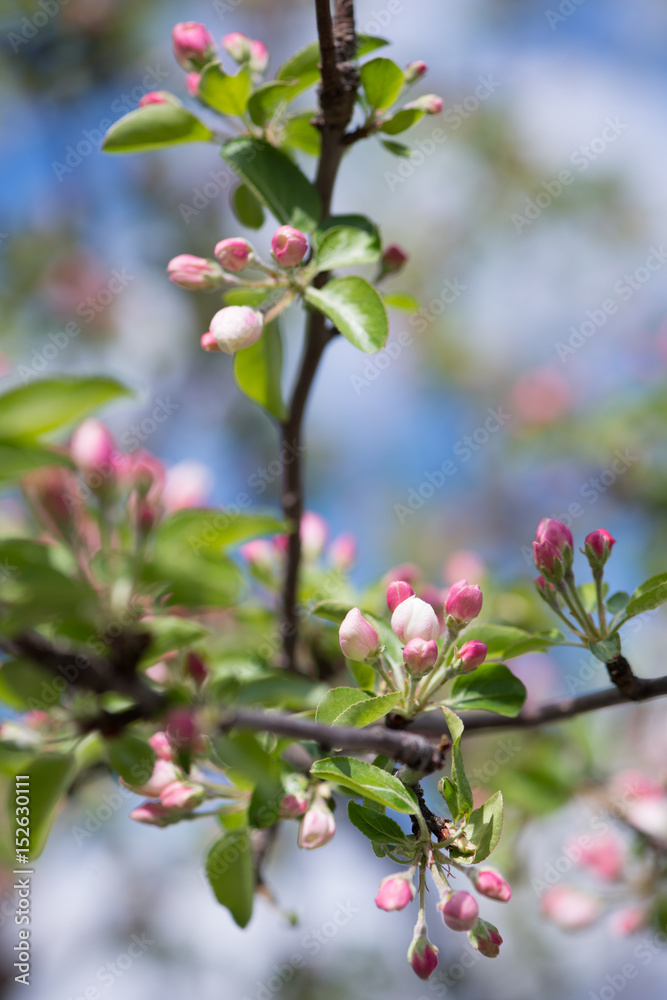 Blooming tree Blooming tree