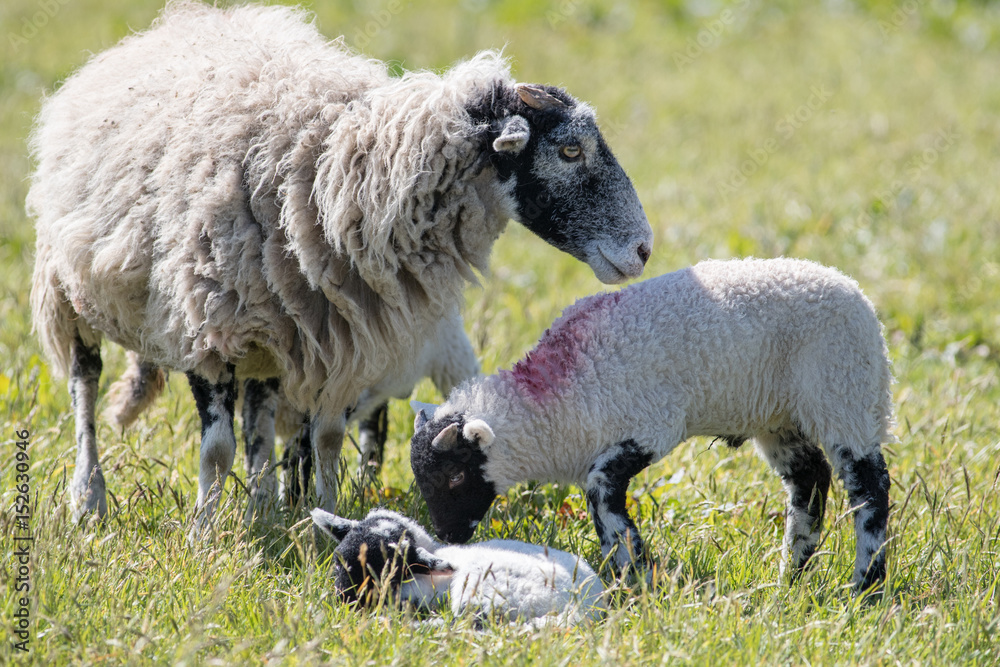 Family of sheep with lambs in a farmers field of grass Family of sheep with lambs in a farmers field of grass