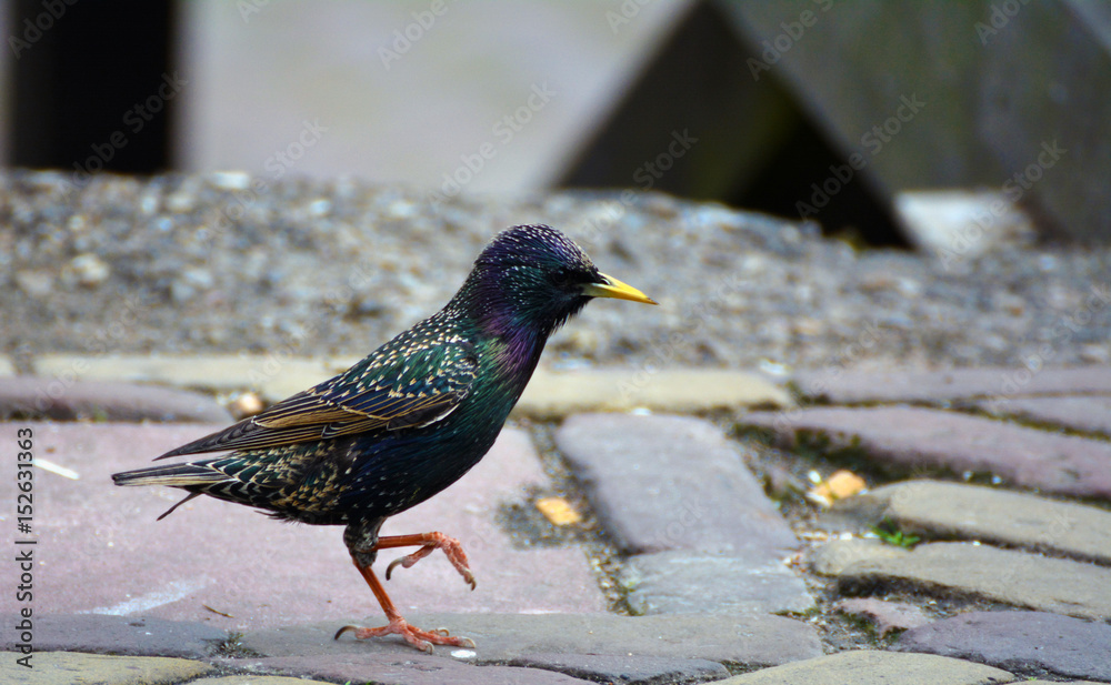 A starling in the city