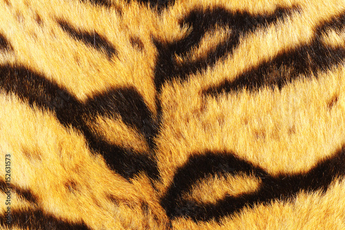 close up of tiger black stripes on fur