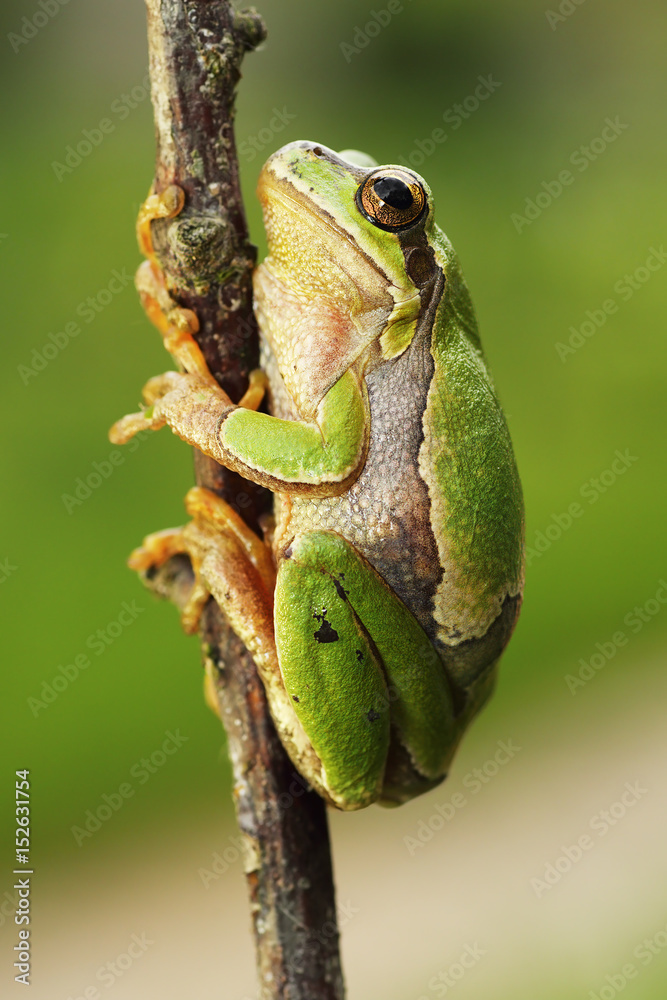 cute european tree frog climbing on twig cute european tree frog climbing on twig